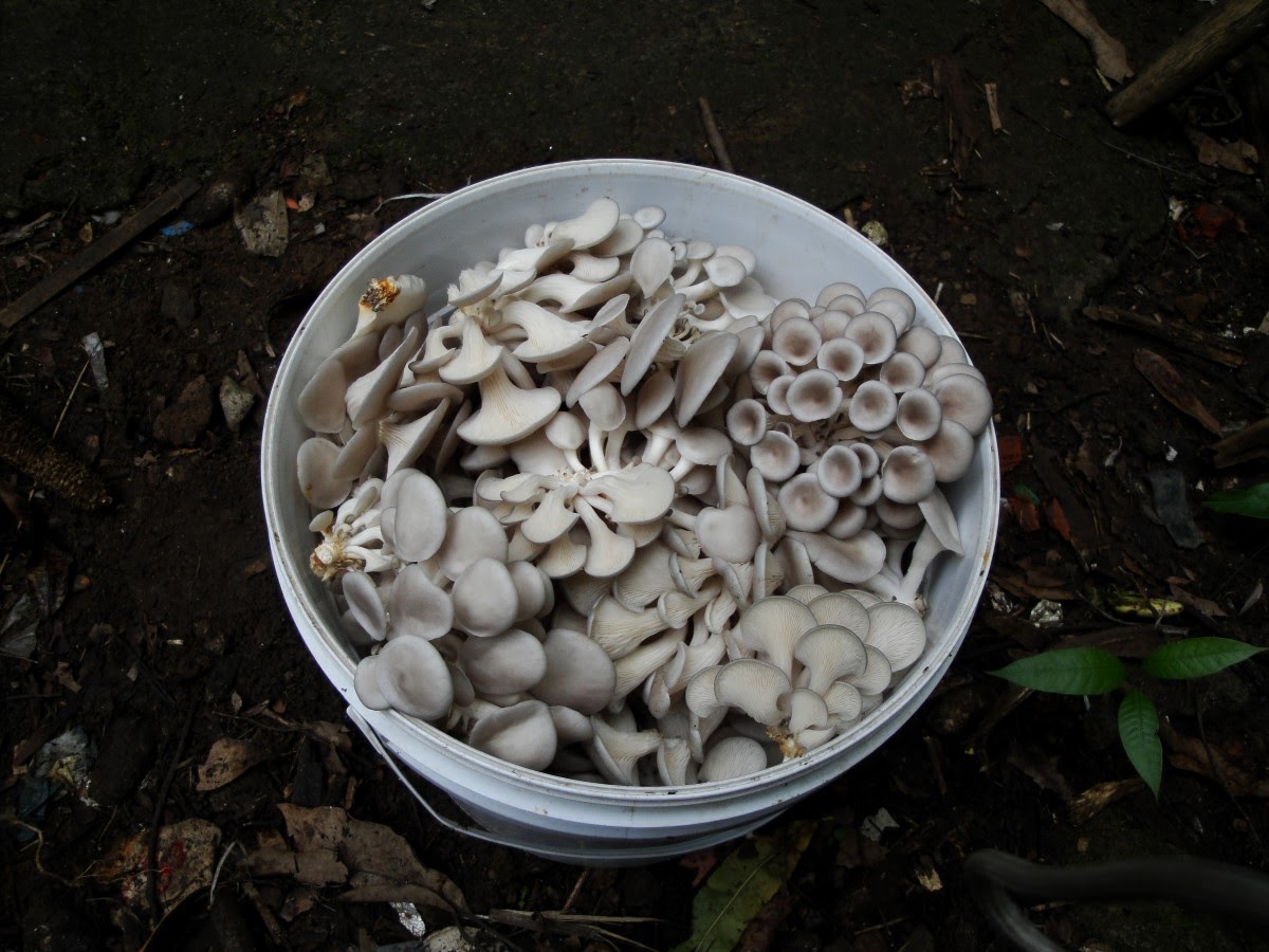 Junta Local Vai: Cogumelos Umami